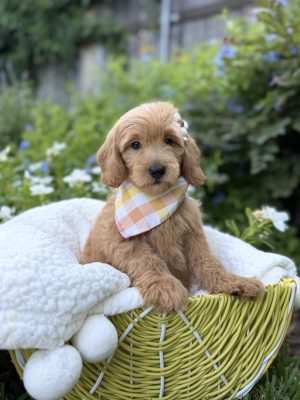 Colorful Bandana Girl- Medium F1 English Cream