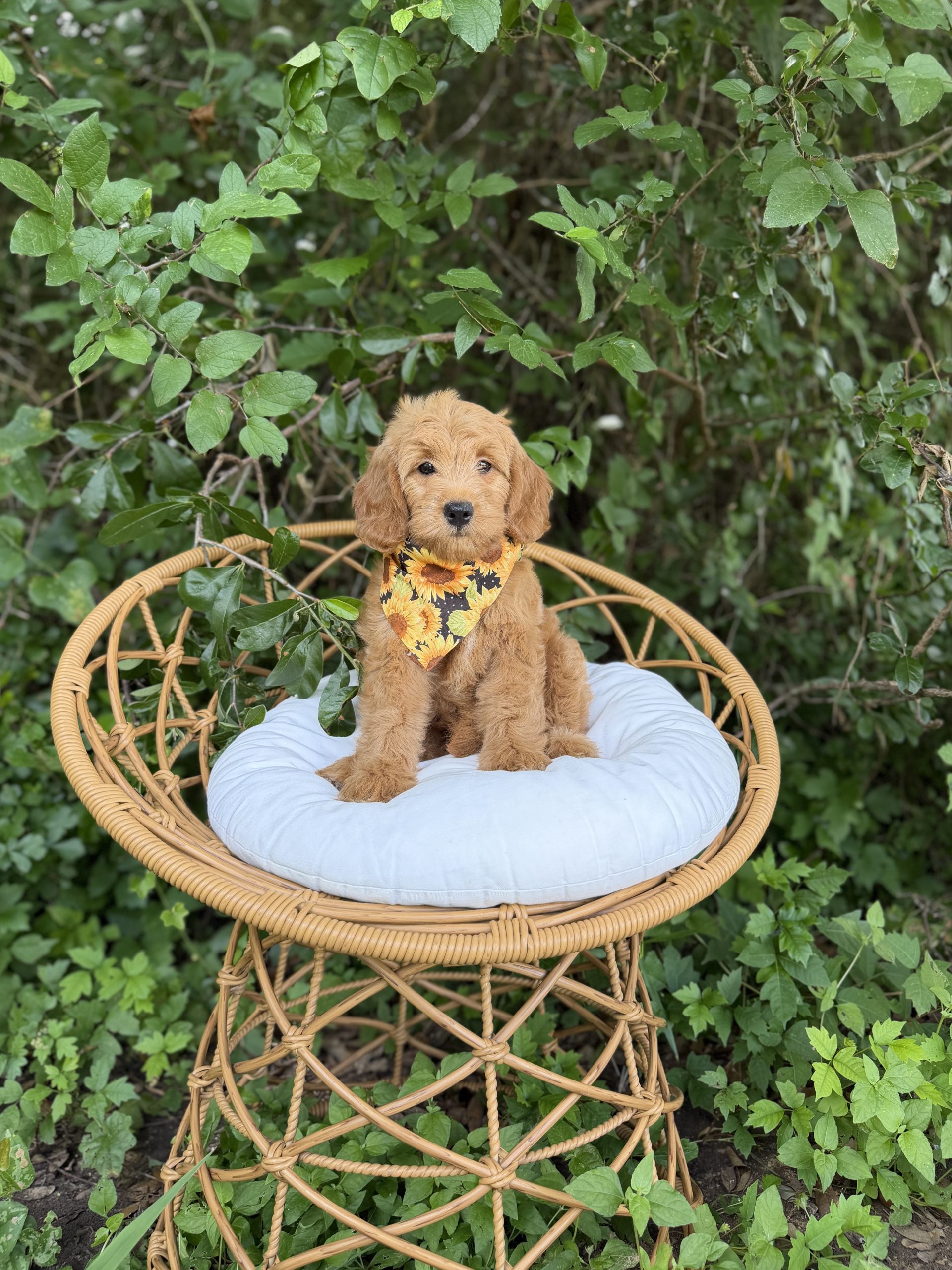 Sunflower Bandana Girl - Medium F1
