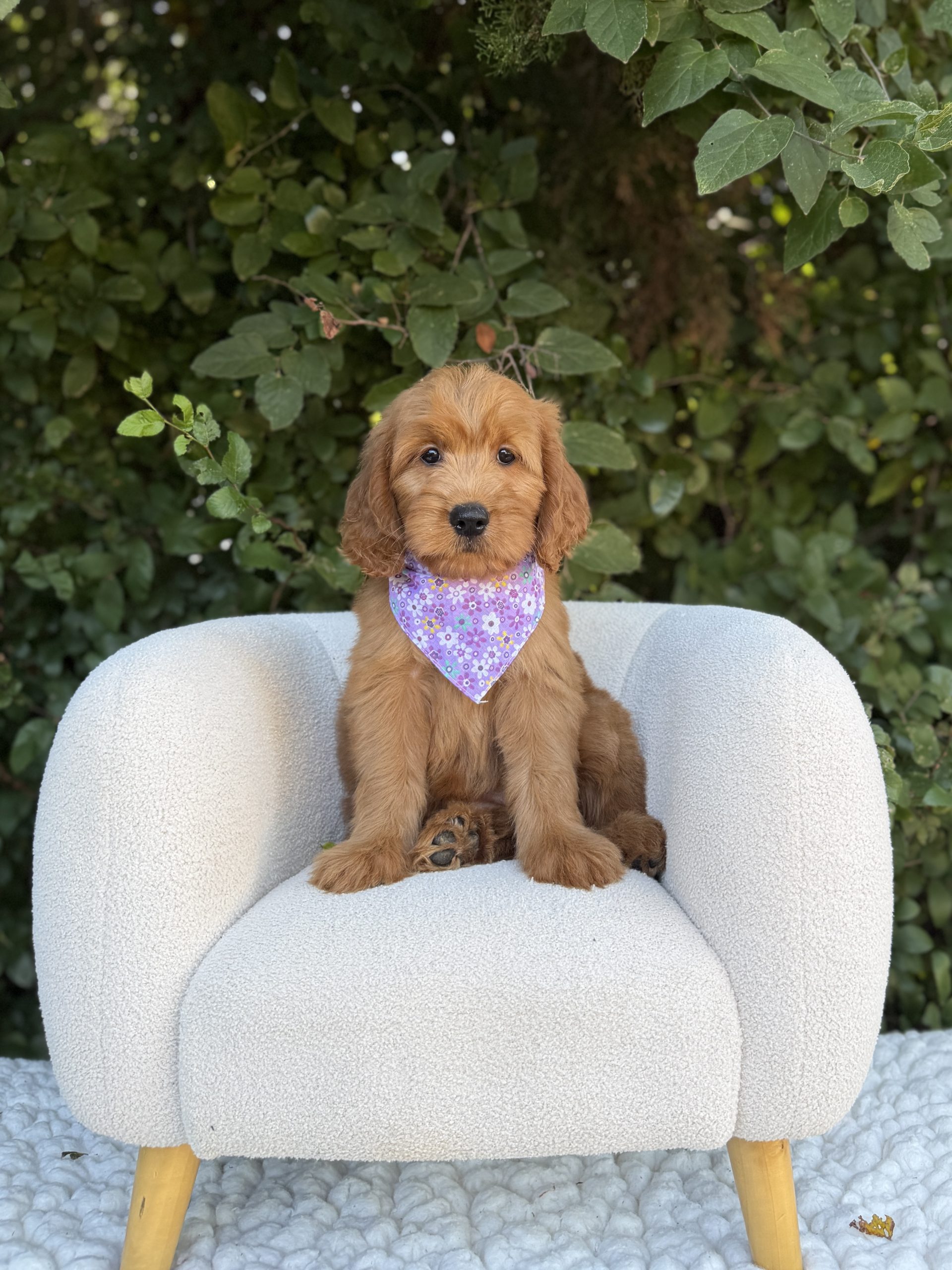 Purple Flower Bandana Girl - Medium F1