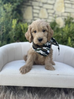 Camo Bandana Boy- Medium F1 English Cream