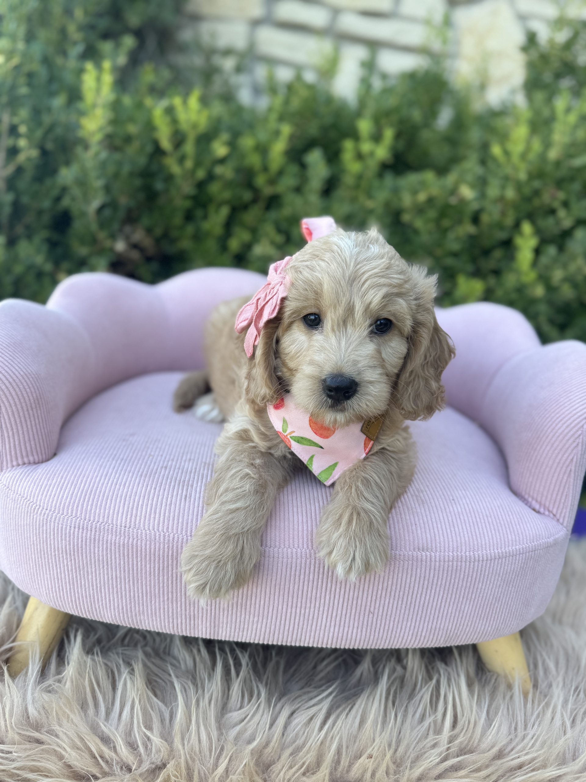 Pink Bow Girl- English Cream Medium F1