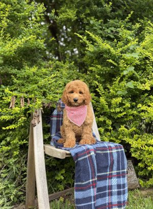 Red Striped Bandana Boy- Mini F1B