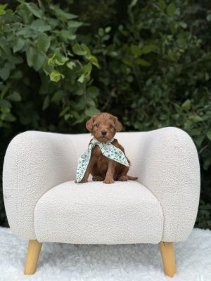 Teal Scarf Girl  - Mini F1B