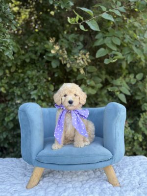 Purple Scarf Girl - English Cream Mini F1B