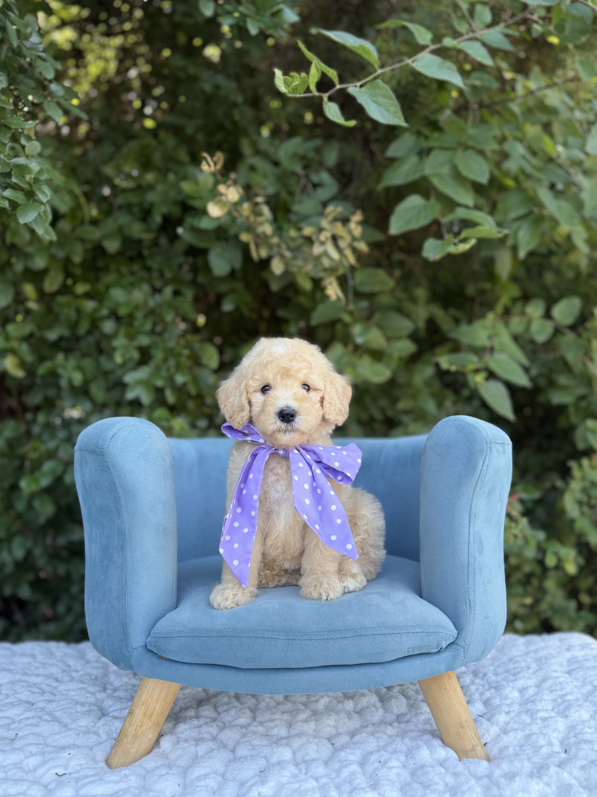 Purple Scarf Girl - English Cream Mini F1B