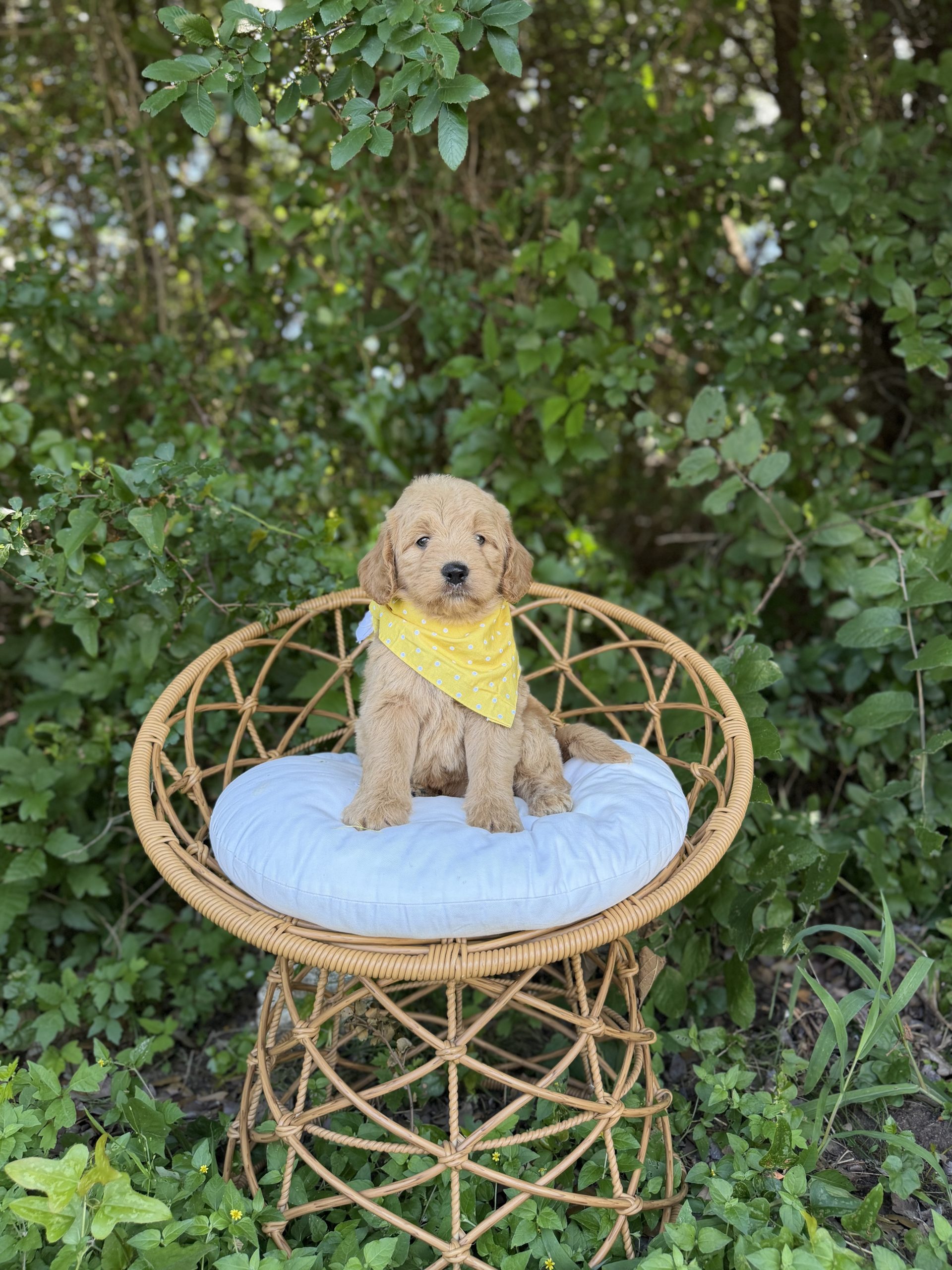 Yellow Bandana Girl- English Cream Medium F1