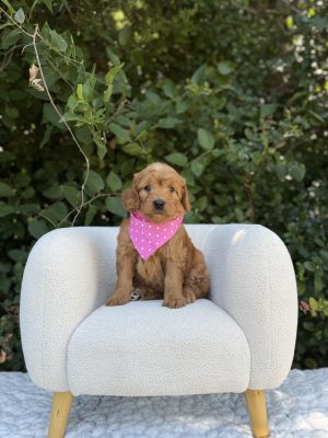 Hot Pink Bandana Girl- English Cream Medium F1