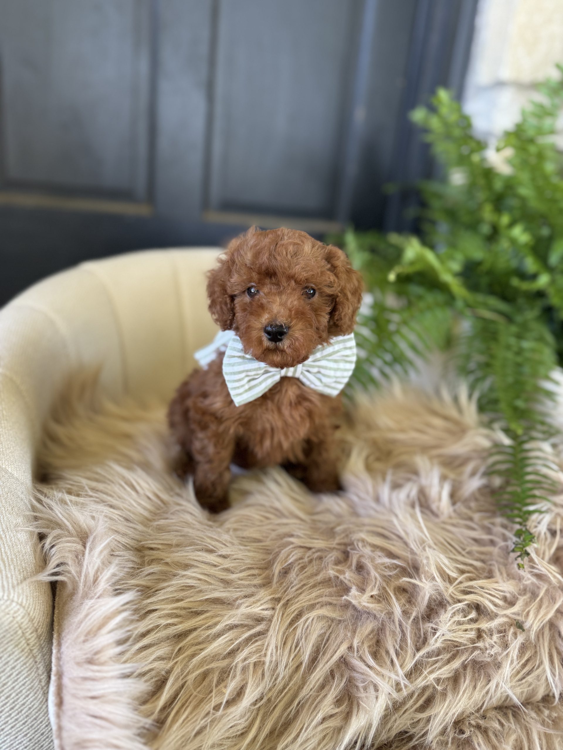 Green Bowtie Boy - Mini F1B