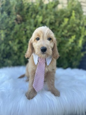 Red Tie Boy- Medium F1 English Cream