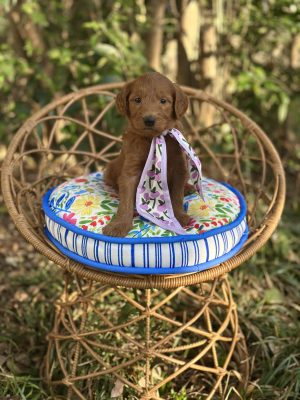 Tulips Girl- Standard F1