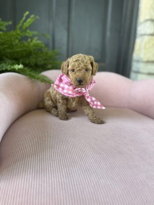 Pink Checkered Girl - English Cream Mini F1B