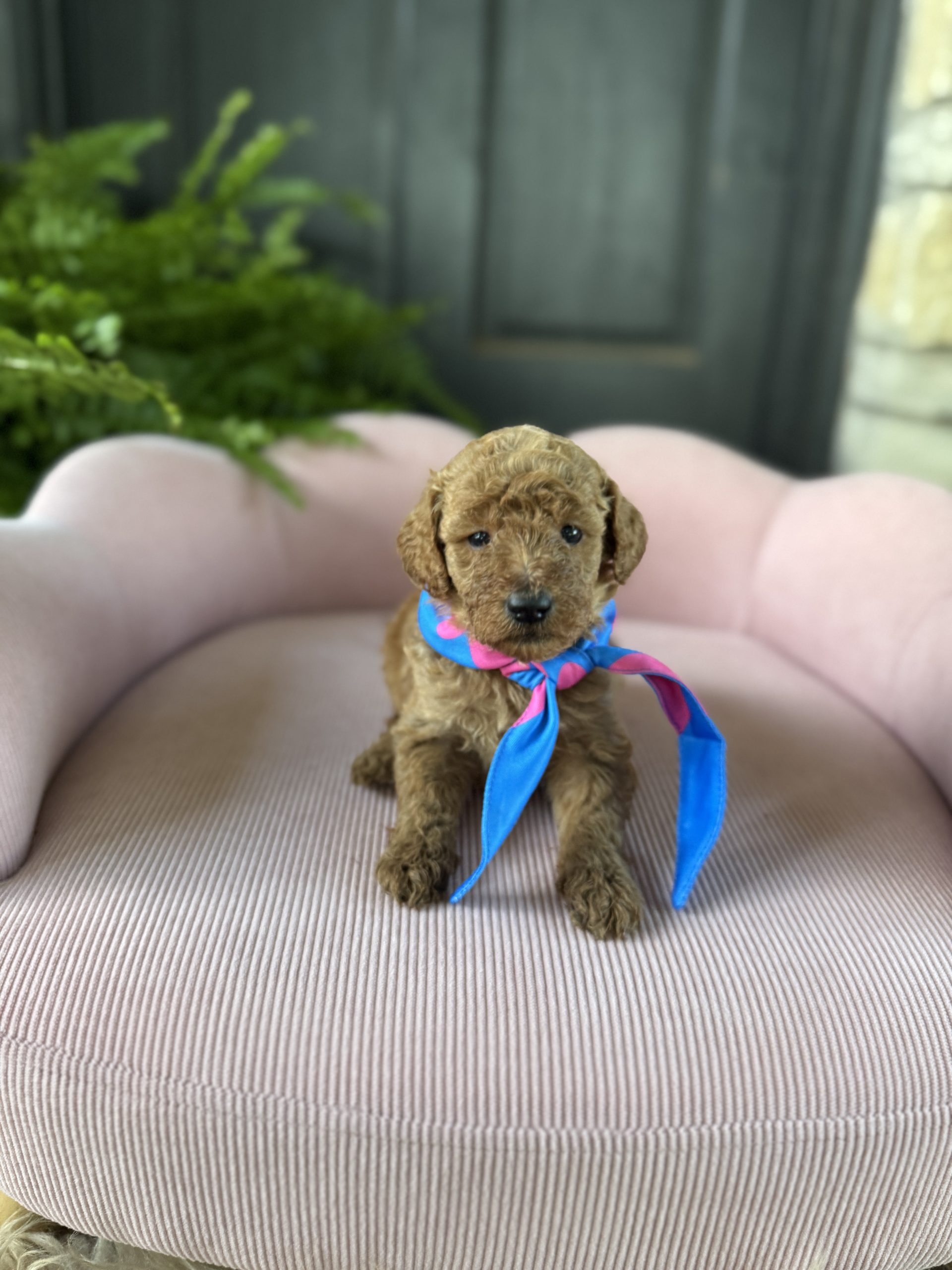 Blue & Pink Girl – English Cream Mini F1B