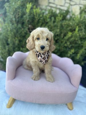 Leopard Bandana Girl- English Cream Medium F1