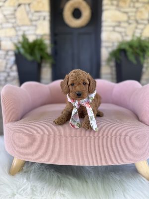 Floral Scarf Girl - English Cream Mini F1B