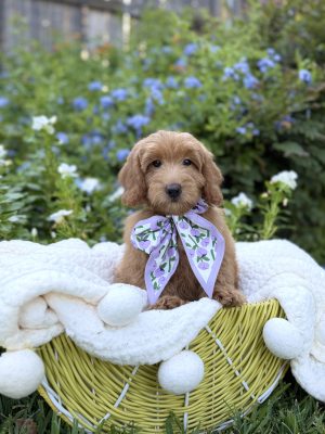 Purple Tulip Girl- Medium F1 English Cream