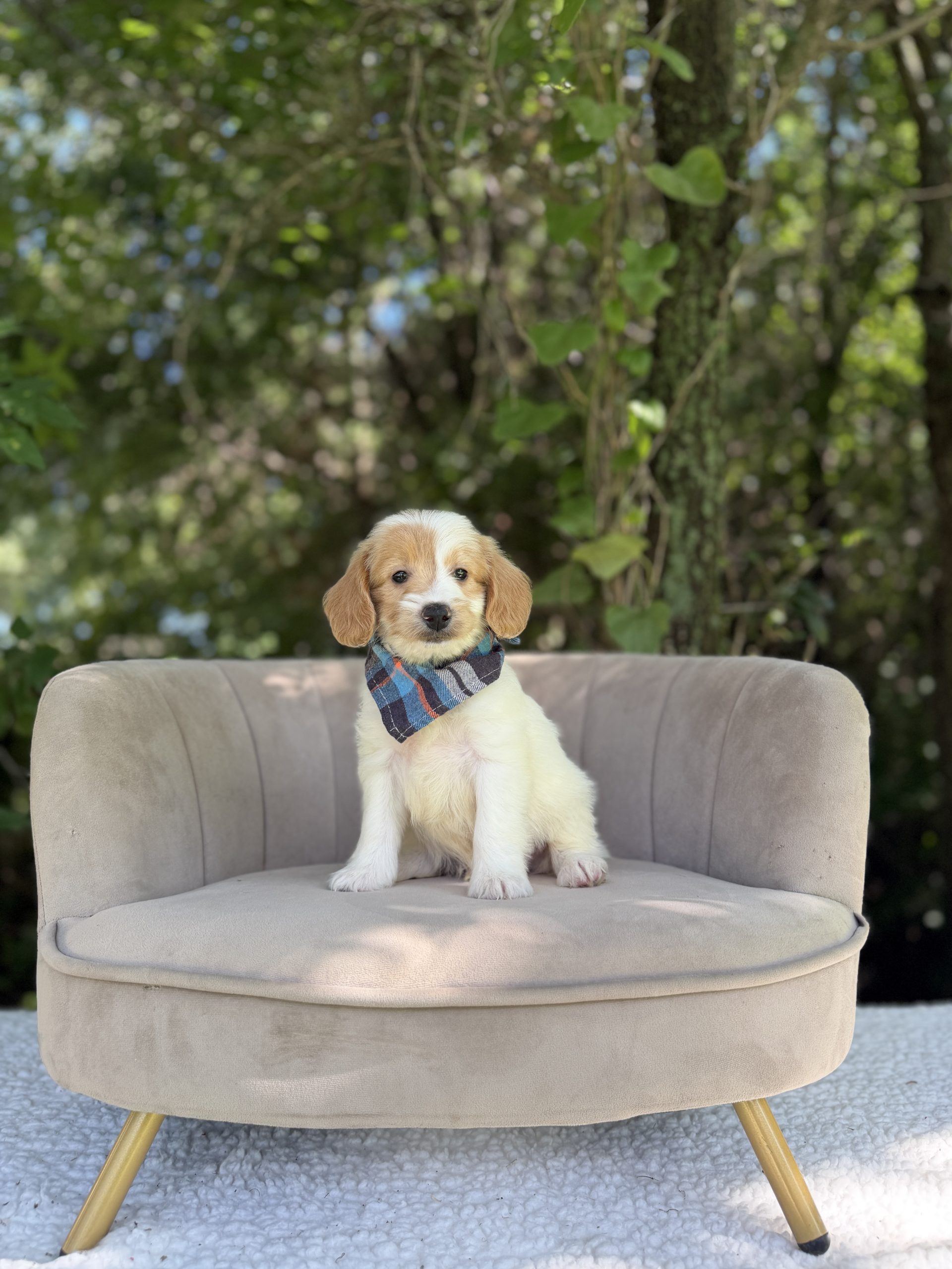 Blue Plaid Boy - English Cream Mini F1B