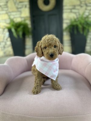 Pink Plaid Girl - English Cream Mini F1B