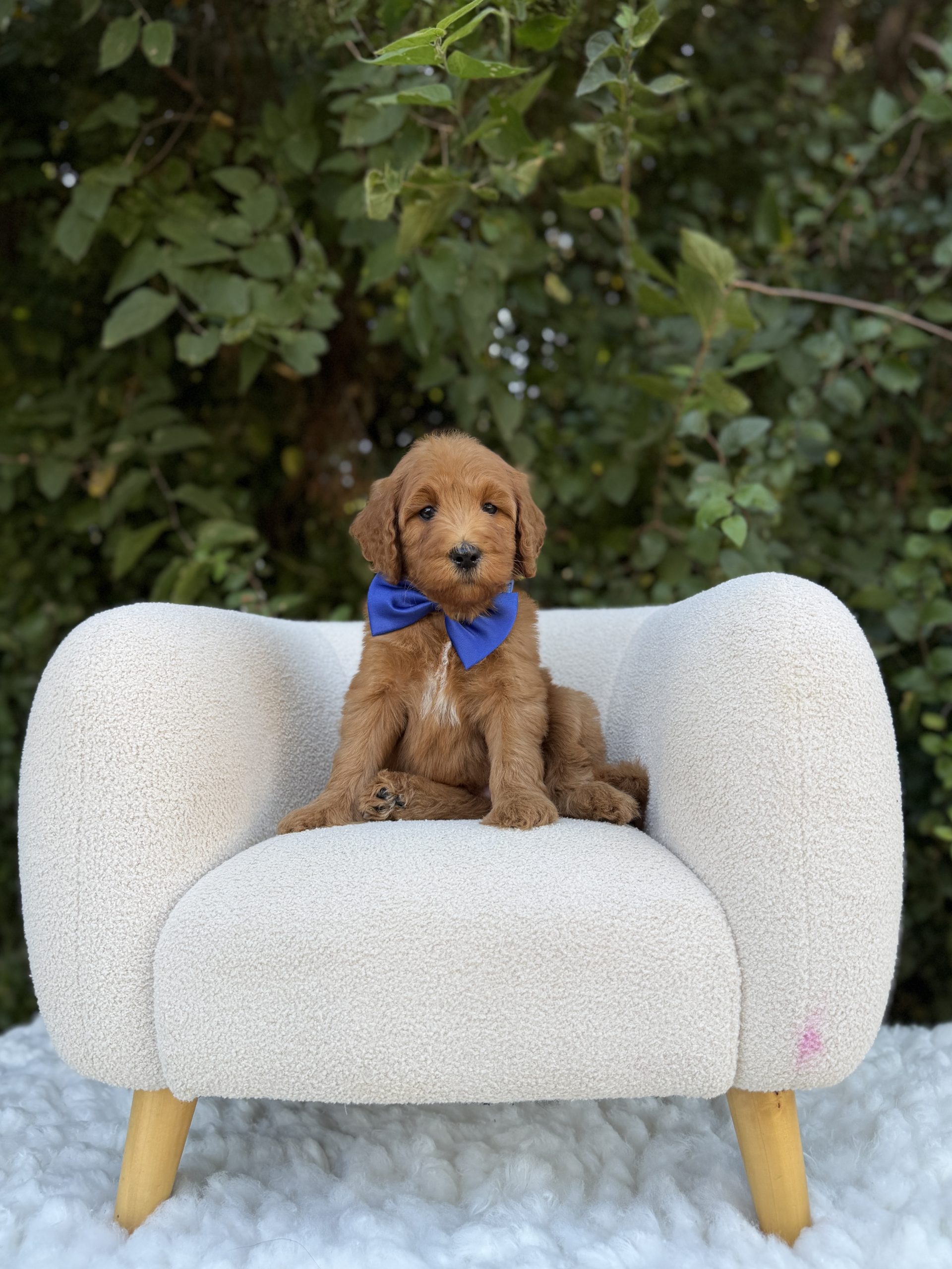Blue Bowtie Boy- Medium F1B