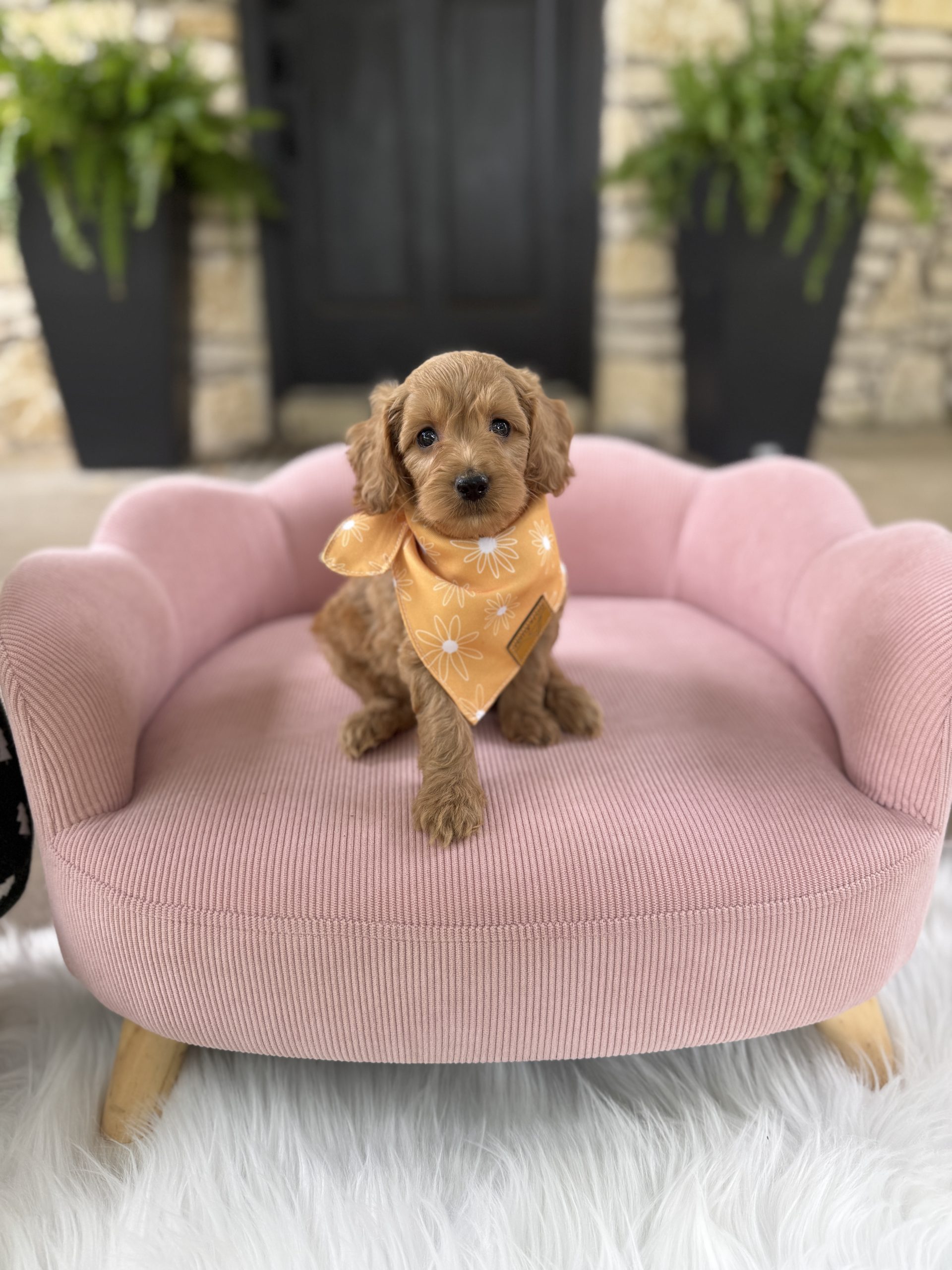 Yellow Bandana Girl - English Cream Mini F1B