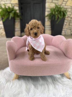 Pink Checkered Girl - English Cream Mini F1B