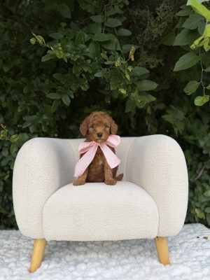 Pink Bow Girl  - Micro Mini F1B