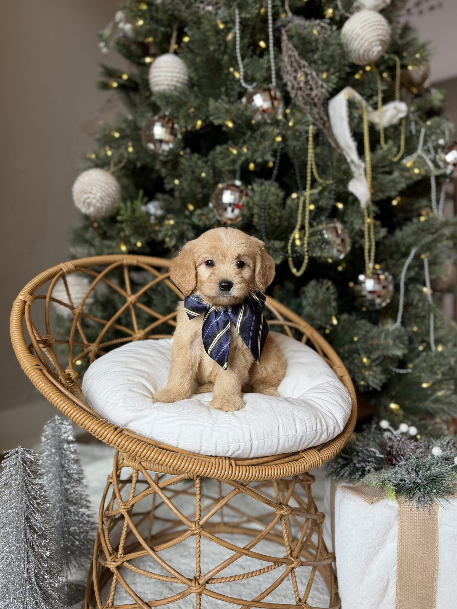 Black Bow Boy - English Cream Mini F1
