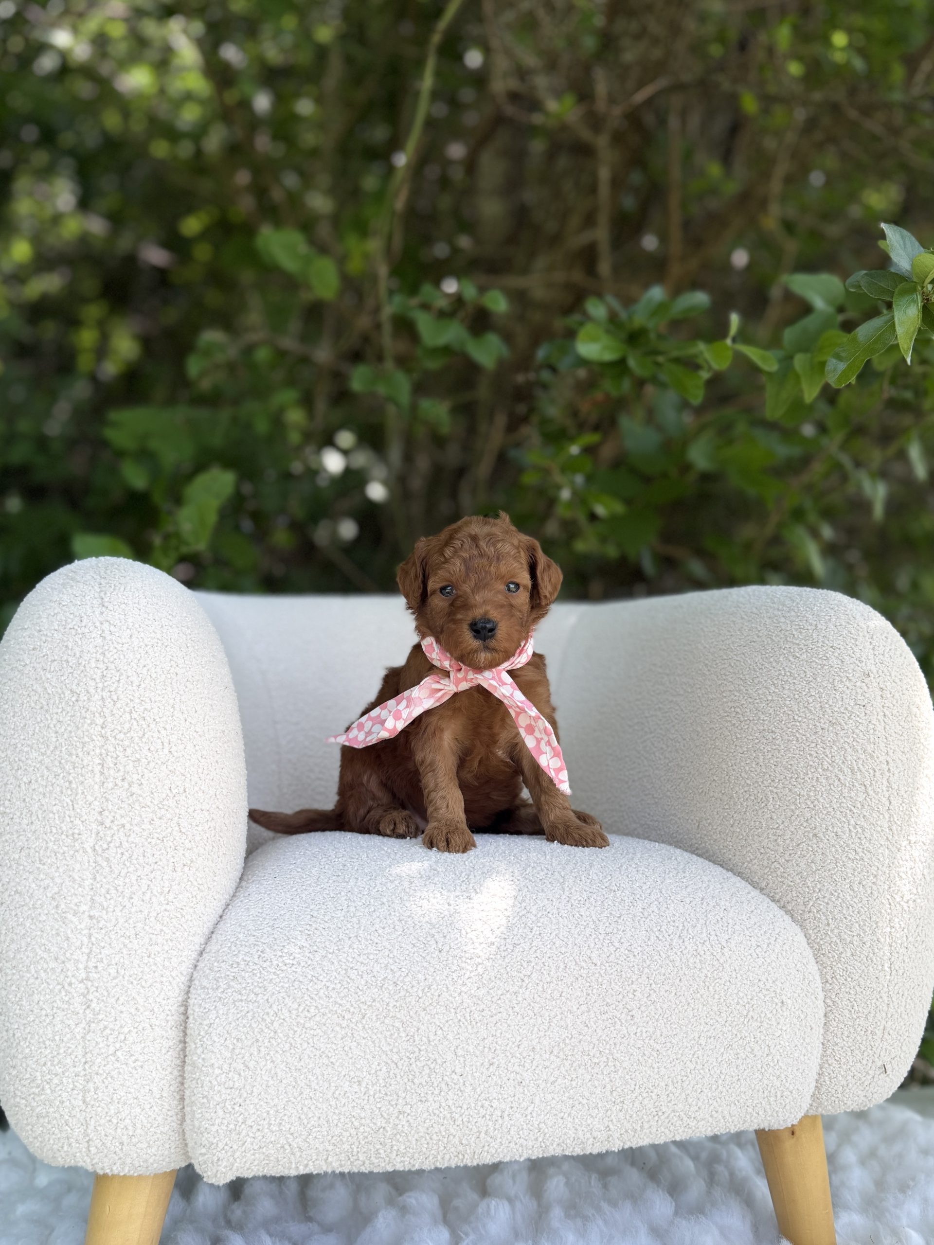 Pink Flower Scarf Girl  - Mini F1B (Smaller)