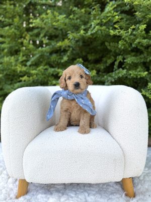 Blue Scarf Girl- Medium F1 English Cream