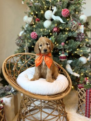 Orange Boy- Medium F1B