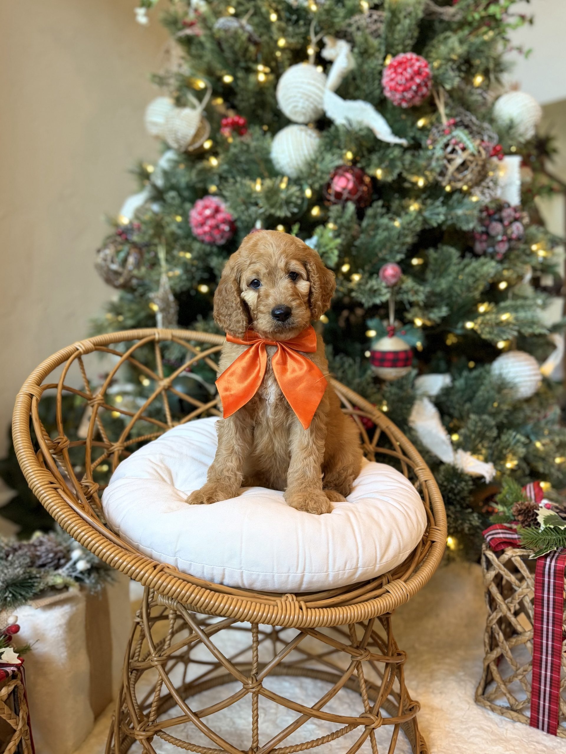 Orange Boy- Medium F1B