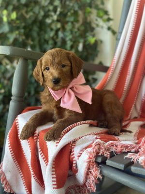 Bubble Gum Bow Girl- Standard F1