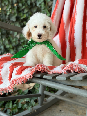 Green Scarf Boy-Micro Mini F1B