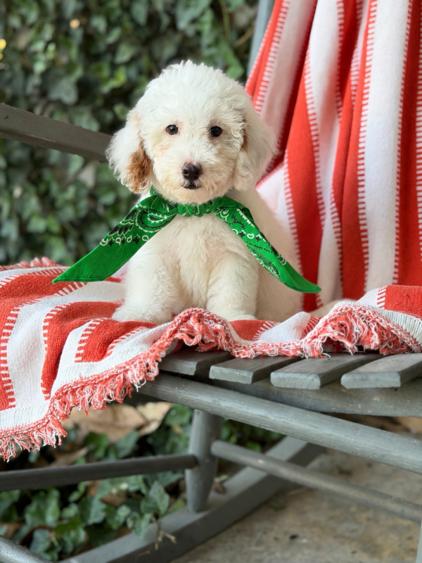 Green Scarf Boy-Micro Mini F1B