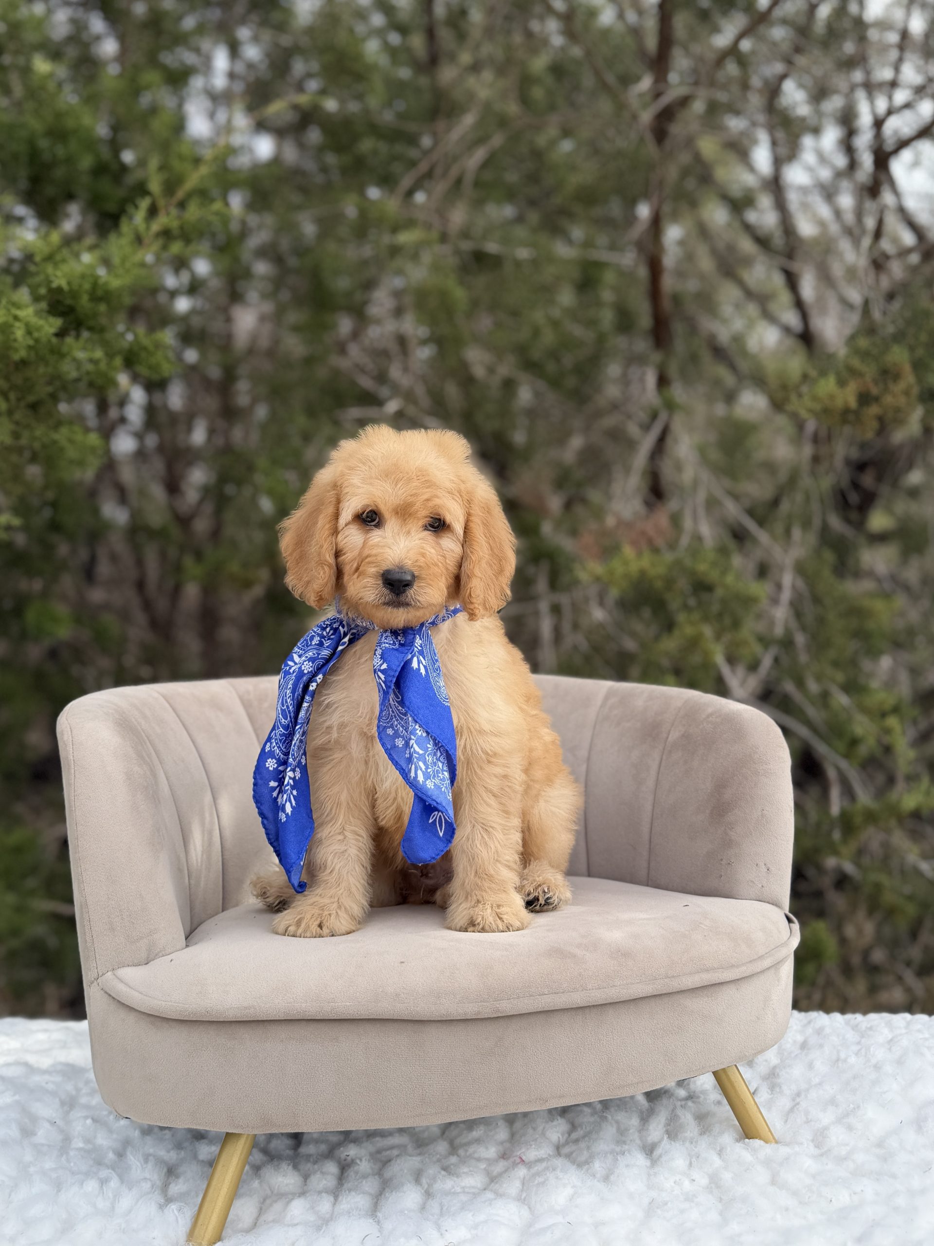 Royal Blue Boy- English Cream Medium F1B