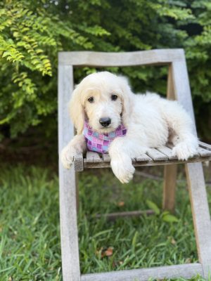 Pink & Purple Bandana Girl- Standard F1 English Cream