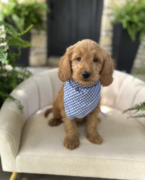 Blue Gingham Boy - Mini F1b English Cream
