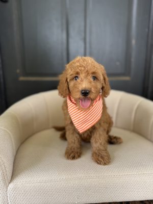 Orange Stripes Boy - Mini F1b English Cream