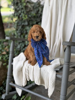 Blue Bow Boy- Micro Mini F1B