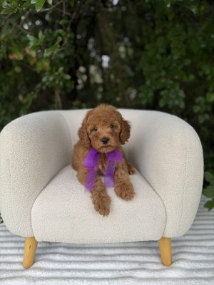 Purple Bow Girl- Micro Mini F1B