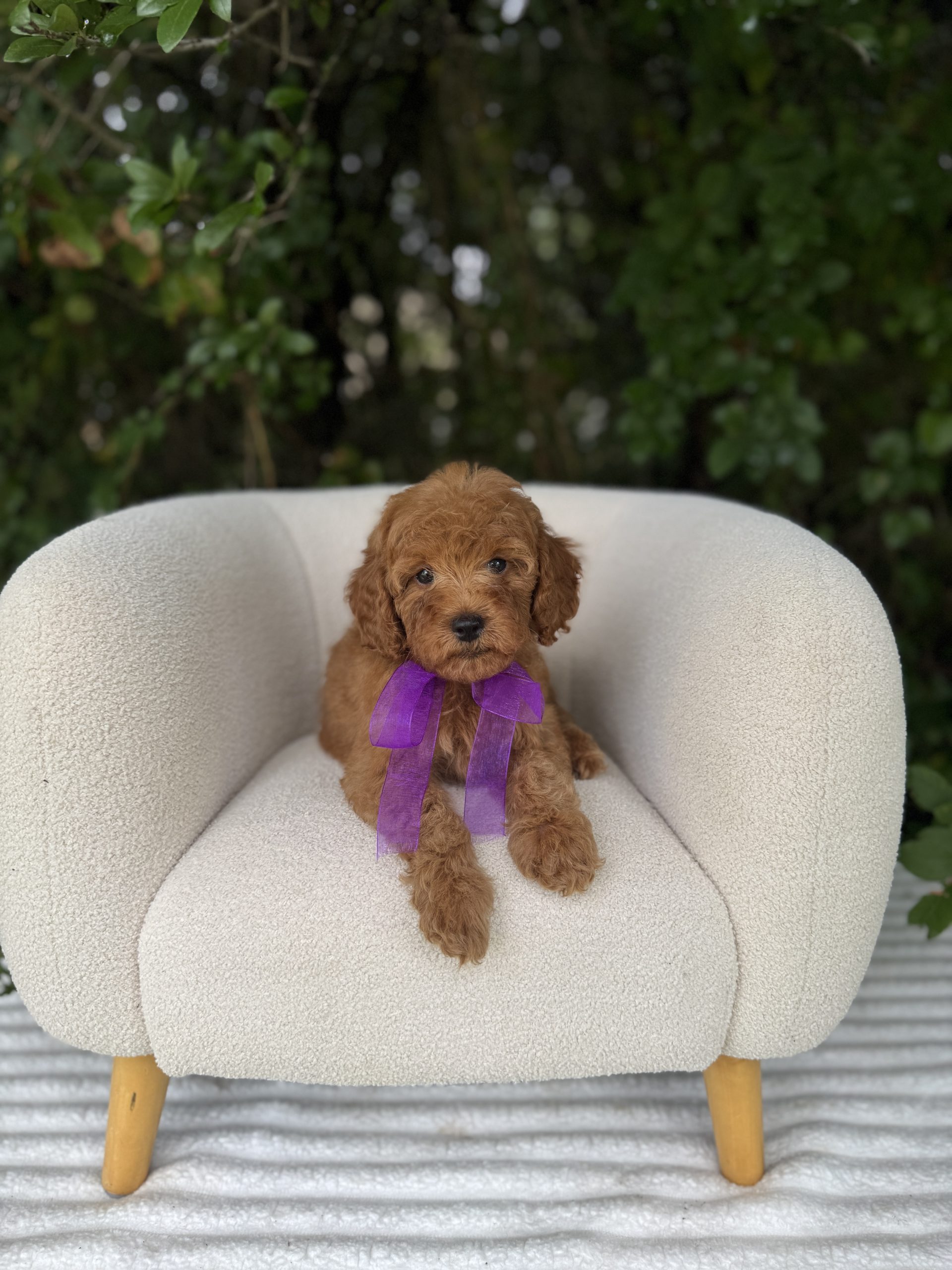 Purple Bow Girl- Micro Mini F1B