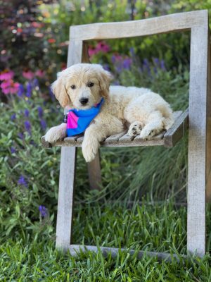 Blue & Pink Bandana Girl- Standard F1 English Cream
