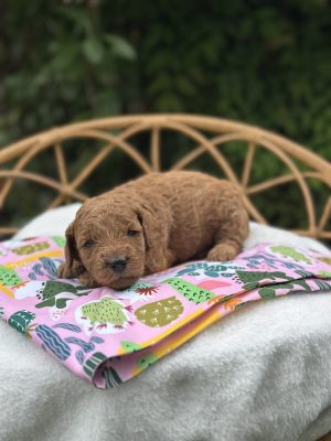 Pink Catcus Girl - Micro Mini F1B