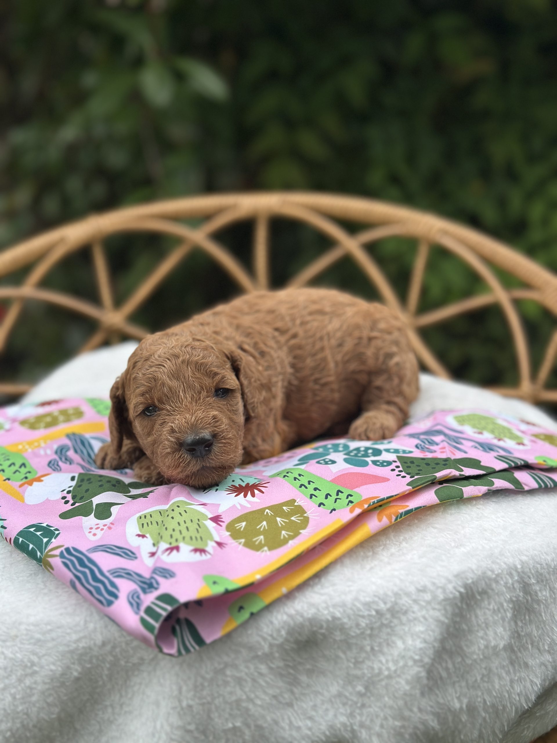 Pink Catcus Girl - Micro Mini F1B