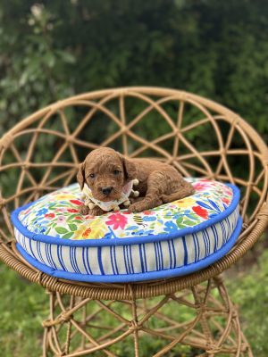 Pom Pom Girl - Micro Mini F1B