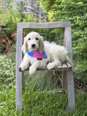 Blue & Pink Girl- Standard F1 English Cream