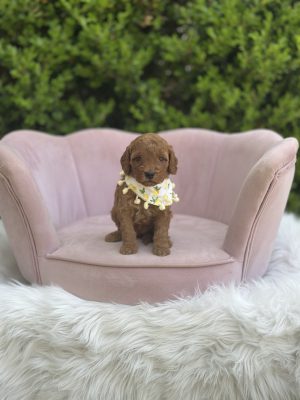 Lemon Girl - Micro Mini F1B