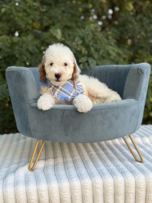 Light Blue Plaid Boy-Micro Mini F1B