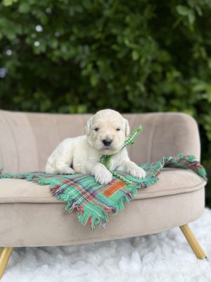 Green Ribbon Boy- English Cream Standard F1