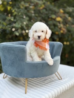 Orange Plaid Boy-Micro Mini F1B