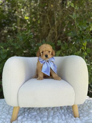 Blue Stripes Boy - Mini F1b